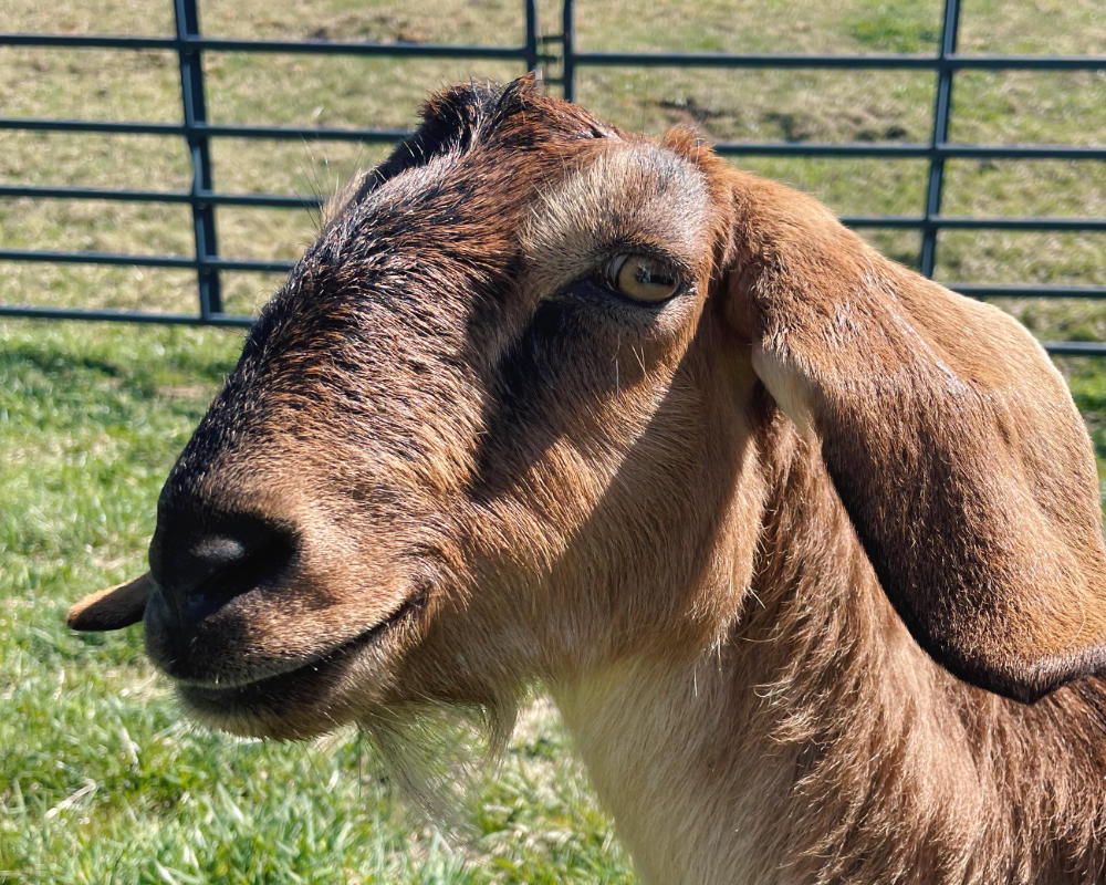 Portrait of Violet & Flower the goats