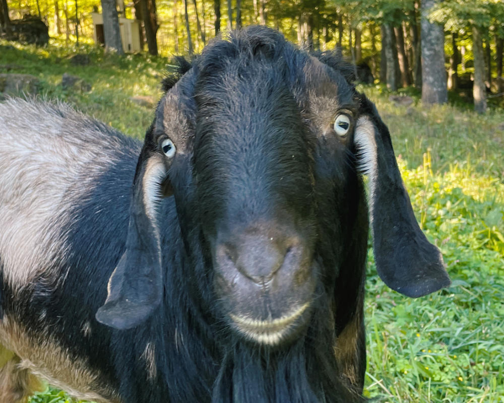Portrait of Remington the goat