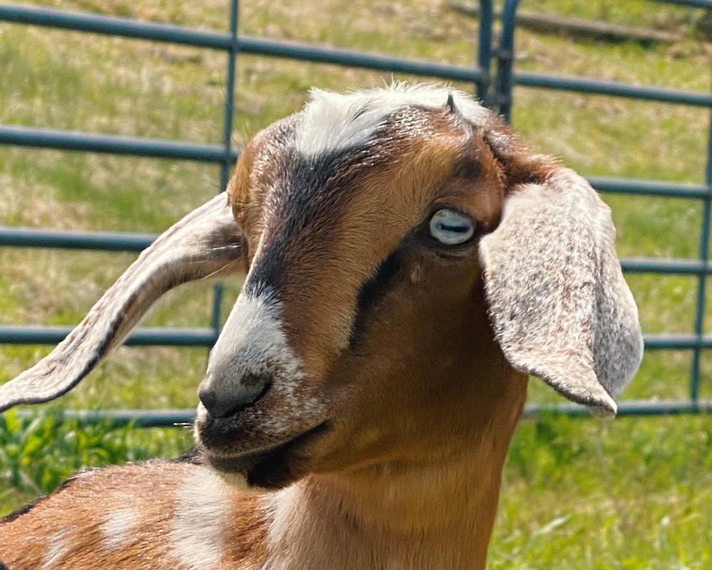 Portrait of Holly & Rosie the goats